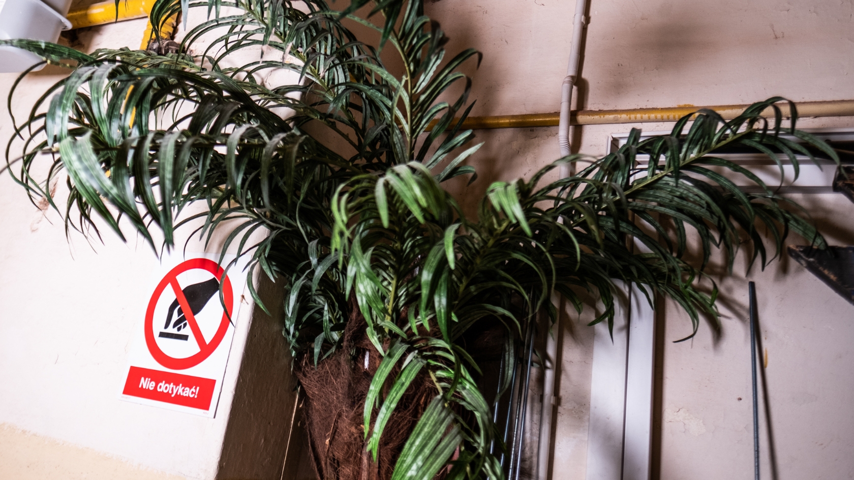 roślina palma na tle ściany znak zakazu
